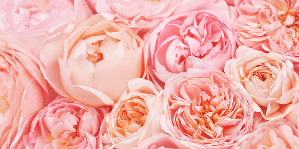 Spiritueel ontwaken bedrijf Lichtwerker Spirituele Transformatie Academie (3) Spiritueel ontwaken Spirituele Transformatie Academie Lichtwerkers