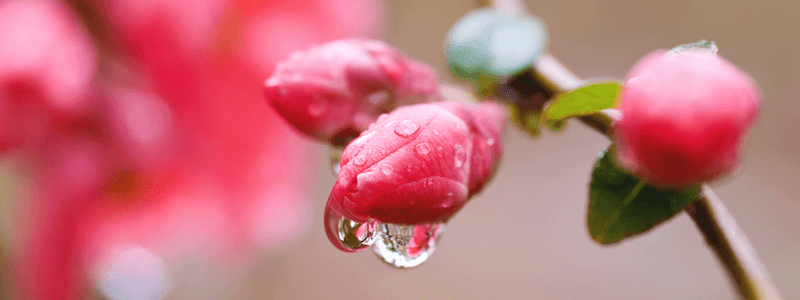 Veranderingen Spirituele Transformatie Academie (800 x 300 px) (2) Verandering en groei